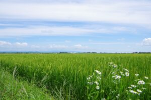 土地の国庫帰属制度:本当にもらってくれるの?